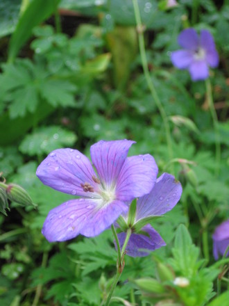 geranium (Geranium cinereum (Hardy geranium))