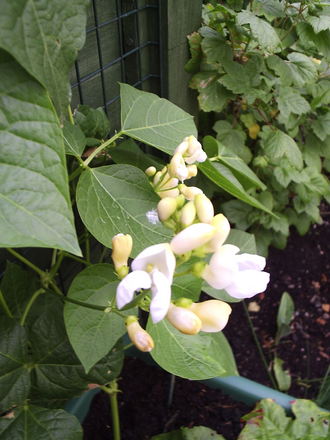 Runner Bean 