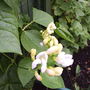 Runner Bean "White Lady"