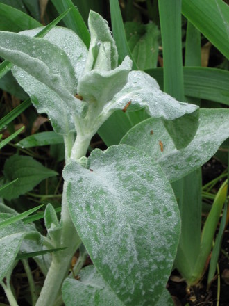 lambs' ears (Stachys byzantina (Lambs' ears))