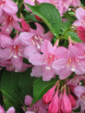 weigela (Weigela florida (Weigela))