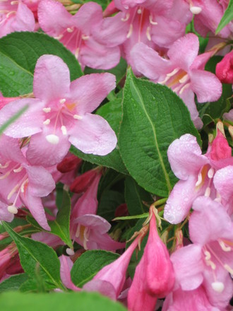 weigela (Weigela florida (Weigela))