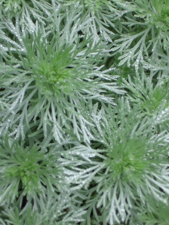 silver mound (Artemisia schmidtiana (Mugwort))