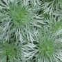 silver mound (Artemisia schmidtiana (Mugwort))