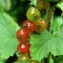 red currants