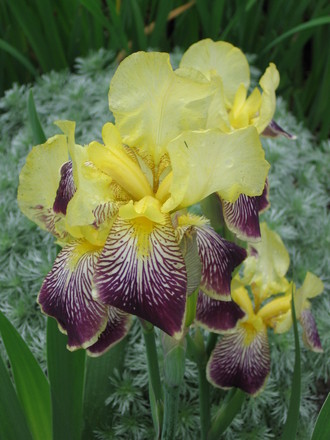 iris and silver mound (Iris germanica (Orris))
