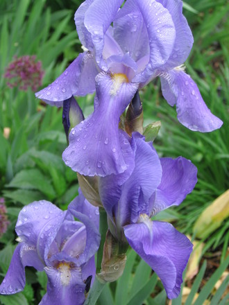 iris (Iris germanica (Orris))