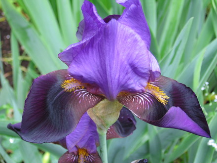 iris (Iris germanica (Orris))