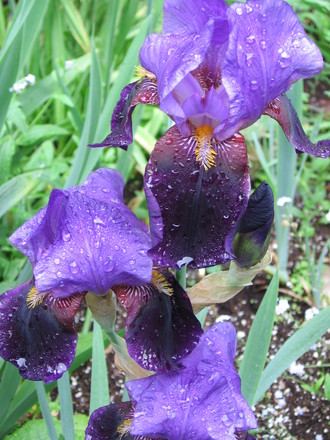 after the rain (Iris germanica (Orris))