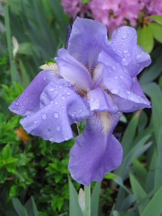 iris (Iris germanica (Orris))