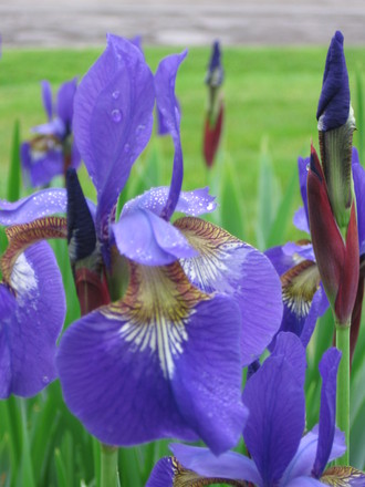 Siberian Iris (Iris sibirica (Siberian iris))