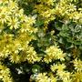 Brachyglottis compacta