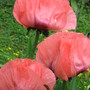 oriental poppies