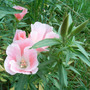 evening primrose  (Oenothera)