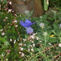 Flowe_bed