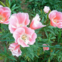 evening_primrose_2.jpg (Oenothera)
