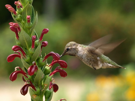 Hummingbird closeup
