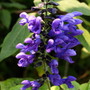 Salvia