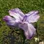 20080626_17b