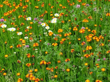 A garden flower photo