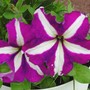 Bravo Purple Star Petunia