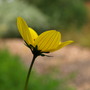 Yellow flower, name?