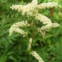 Aruncus aethusifolius 'Noble Spirit' (Aruncus aethusifolius 'Noble Spirit')