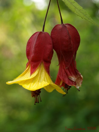 Flowering Maple (Abutilon hybridum)