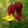 Flowering Maple (Abutilon hybridum)