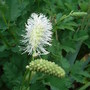 Sanguisorba magnifica alba (Sanguisorba magnifica alba)