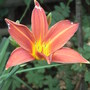 Hemerocallis - 2 (Hemerocallis)