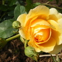 Old Garden Rose Graham Thomas. 