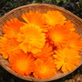 A garden flower photo