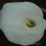 A garden flower photo
