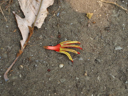 A blossom fell