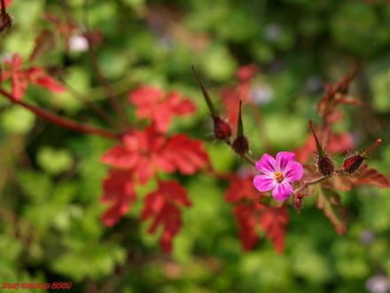 A garden flower photo