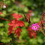 20080626_187b