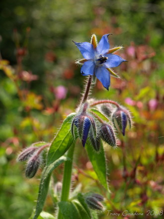 Borage