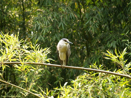 Large bird (?) on Bamboo