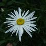 Shasta Daisy