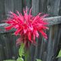 Bee Balm ( monarda ) Jacob Cline