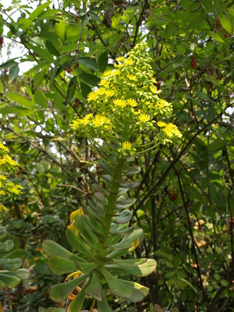 Aeonium arboreum (Aeonium arboreum)