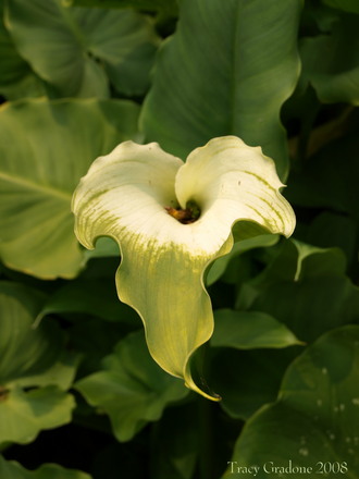 Calla lily