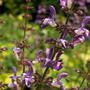 20080626_244b