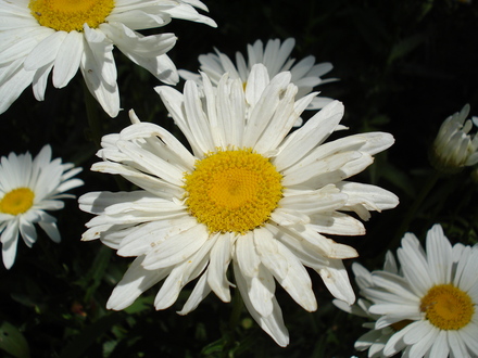 A garden flower photo (Leucanthemum x superbum)