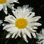 A garden flower photo (Leucanthemum x superbum)