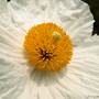 Romneya coulteri