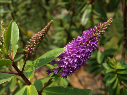 Do you know the name of this plant?