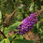 Do you know the name of this plant?