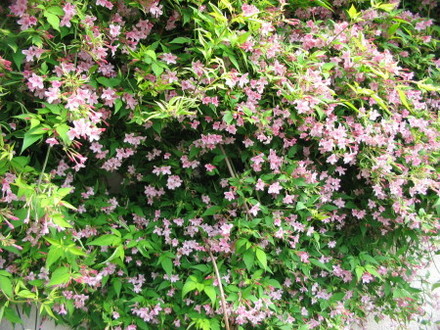 Jasmine (Nudiflorum)